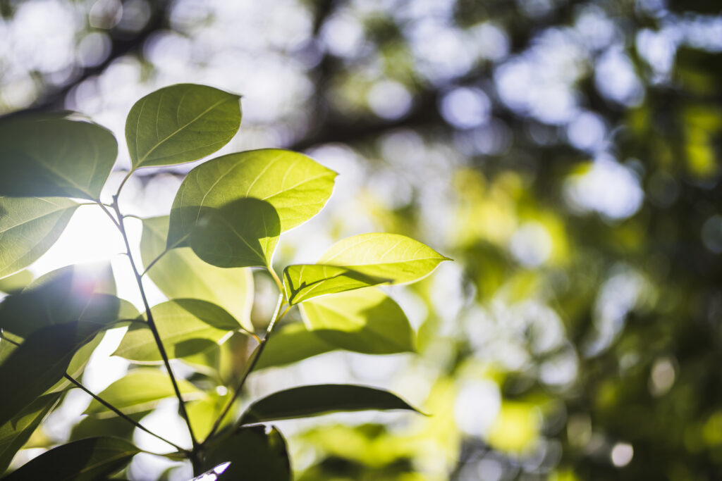sunflare green leaves nature